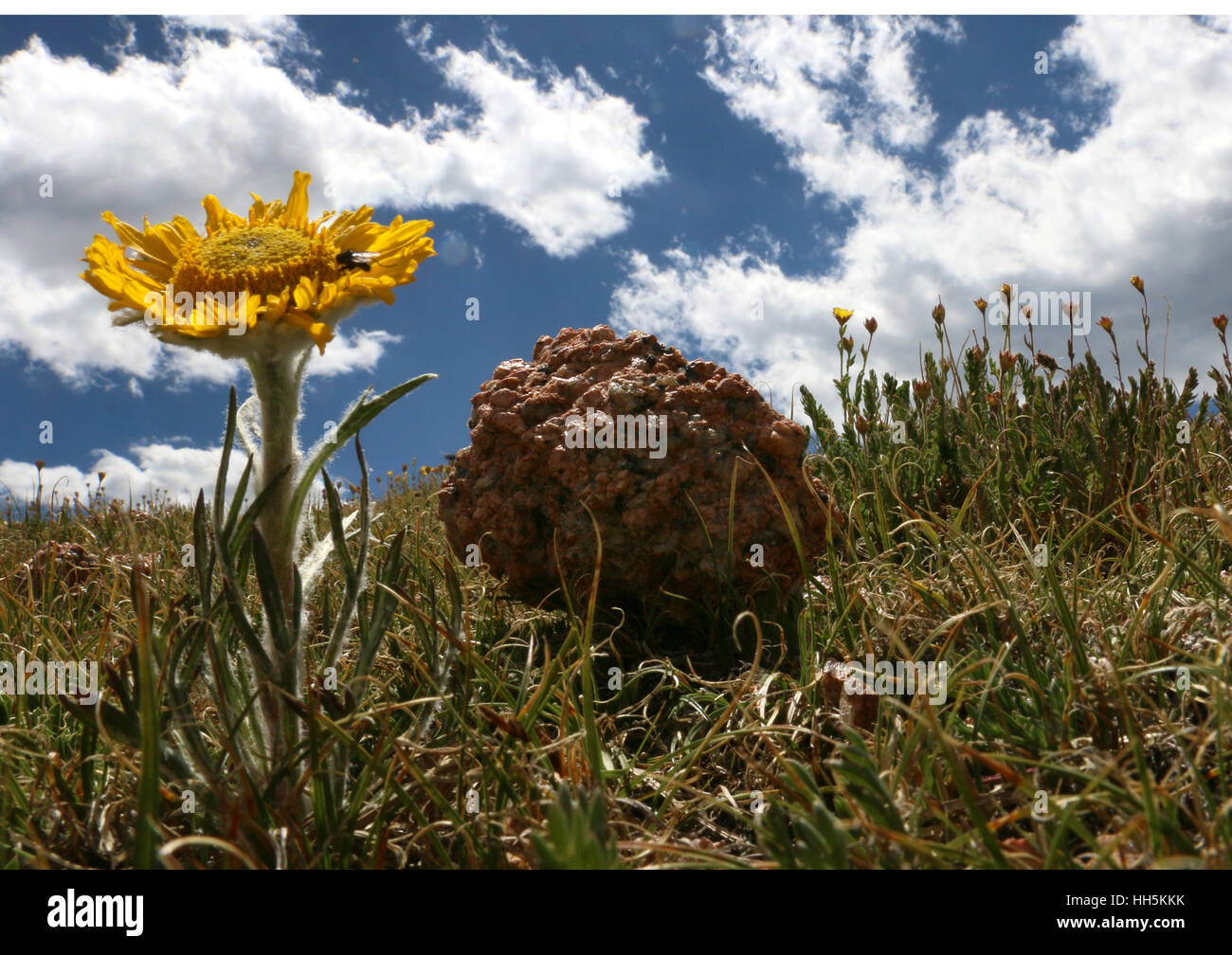 Alpine tundra girasole Colorado Foto Stock