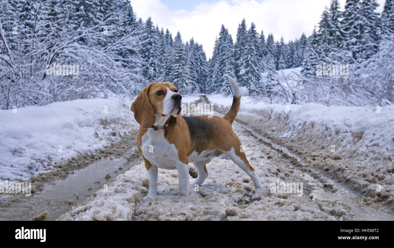 Cane Beagle su nevoso inverno road Foto Stock