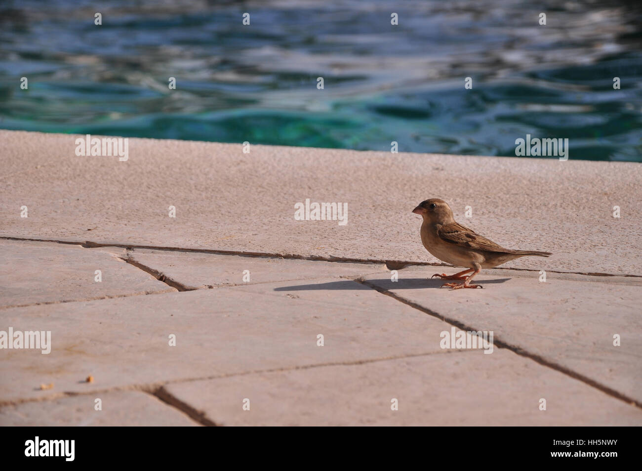 Sparrow bird accanto alla piscina Foto Stock