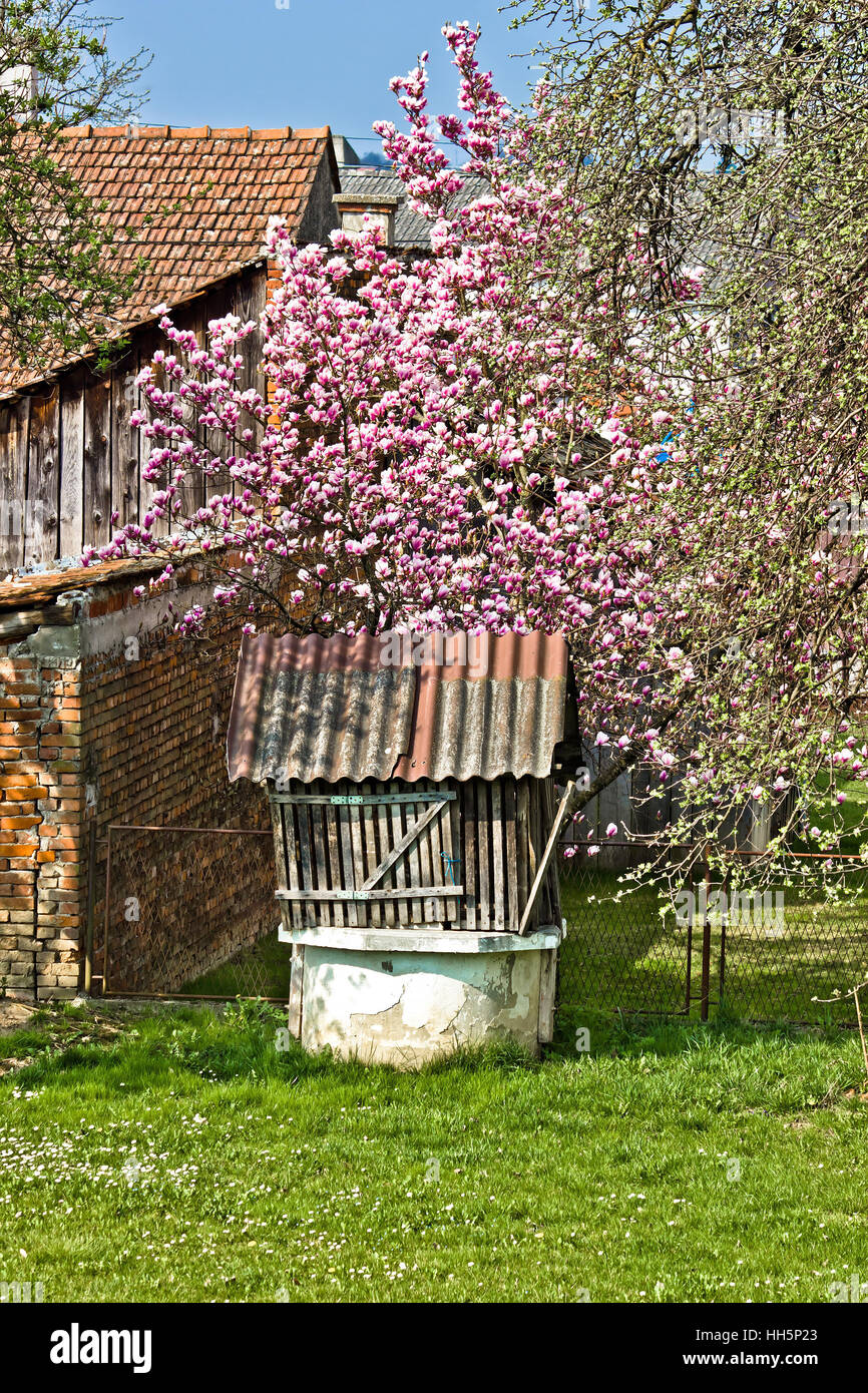 Il vecchio pozzo di acqua sotto blossom albero di magnolia, vista verticale Foto Stock