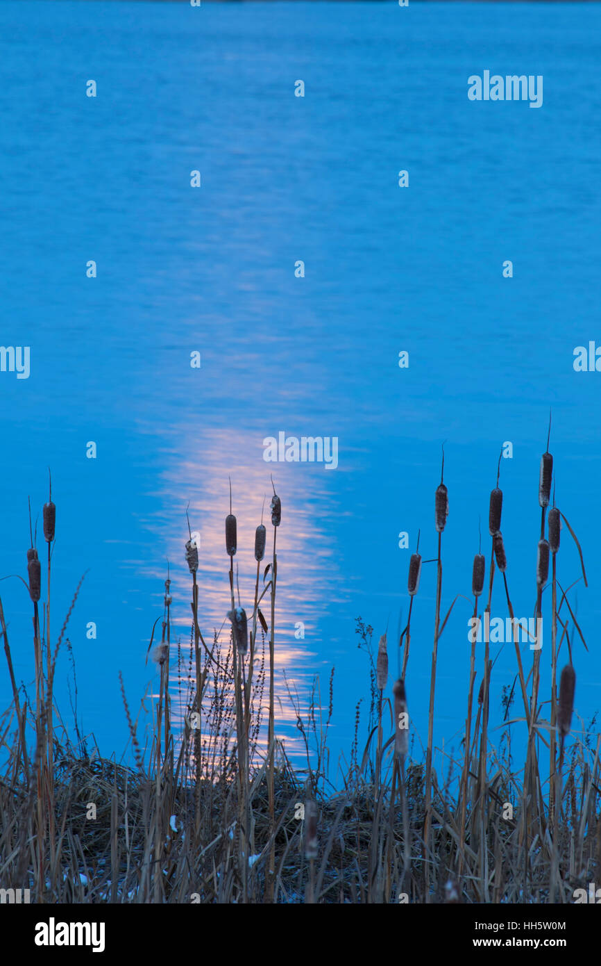 Moonglow su cattails dal fiume Fraser, Punto di Wellington Park, Ladner, British Columbia, Canada Foto Stock
