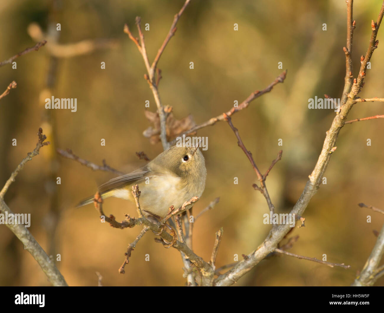 Ruby-incoronato kinglet, Ridgefield National Wildlife Refuge, Washington Foto Stock