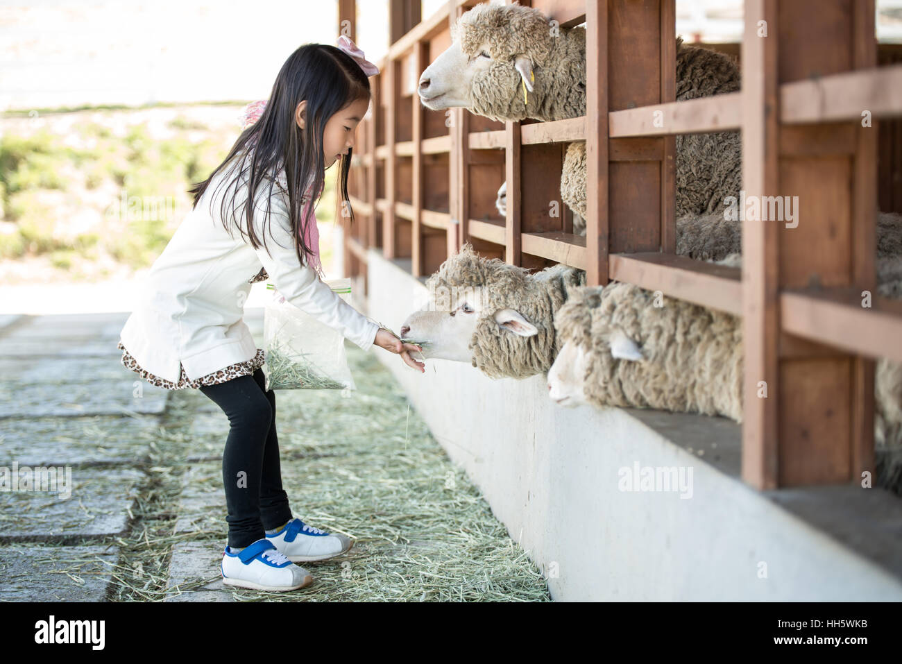 Felice ragazza alimentare Ovini ranch in Corea del Sud Foto Stock