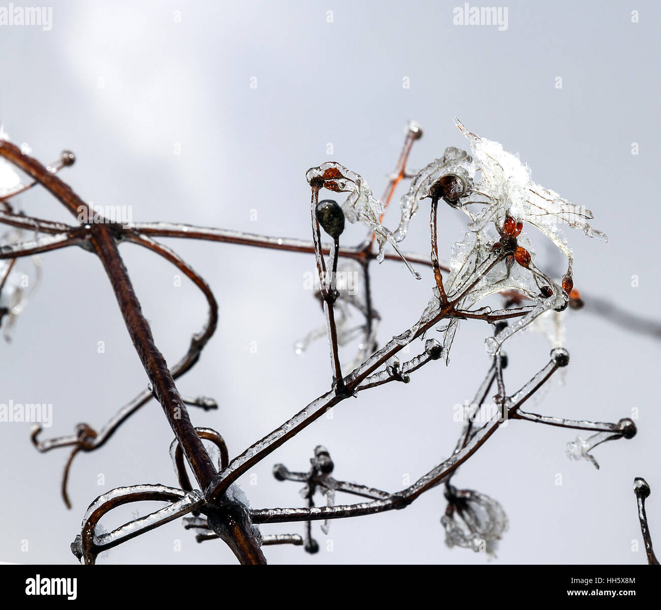Le gocce congelate di acqua su un ramo dopo il disgelo invernale. Rami ghiacciate. Gocce d'inverno. Foto Stock