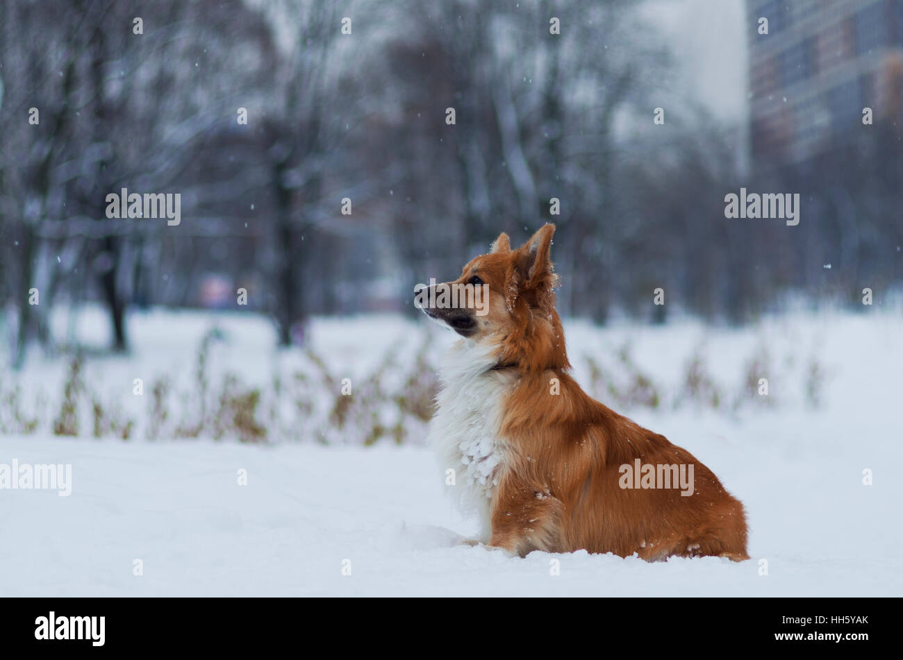 Foto di un cane (razza welsh corgi pembroke soffici, il colore rosso) nel parco, giornata invernale, Russia Foto Stock