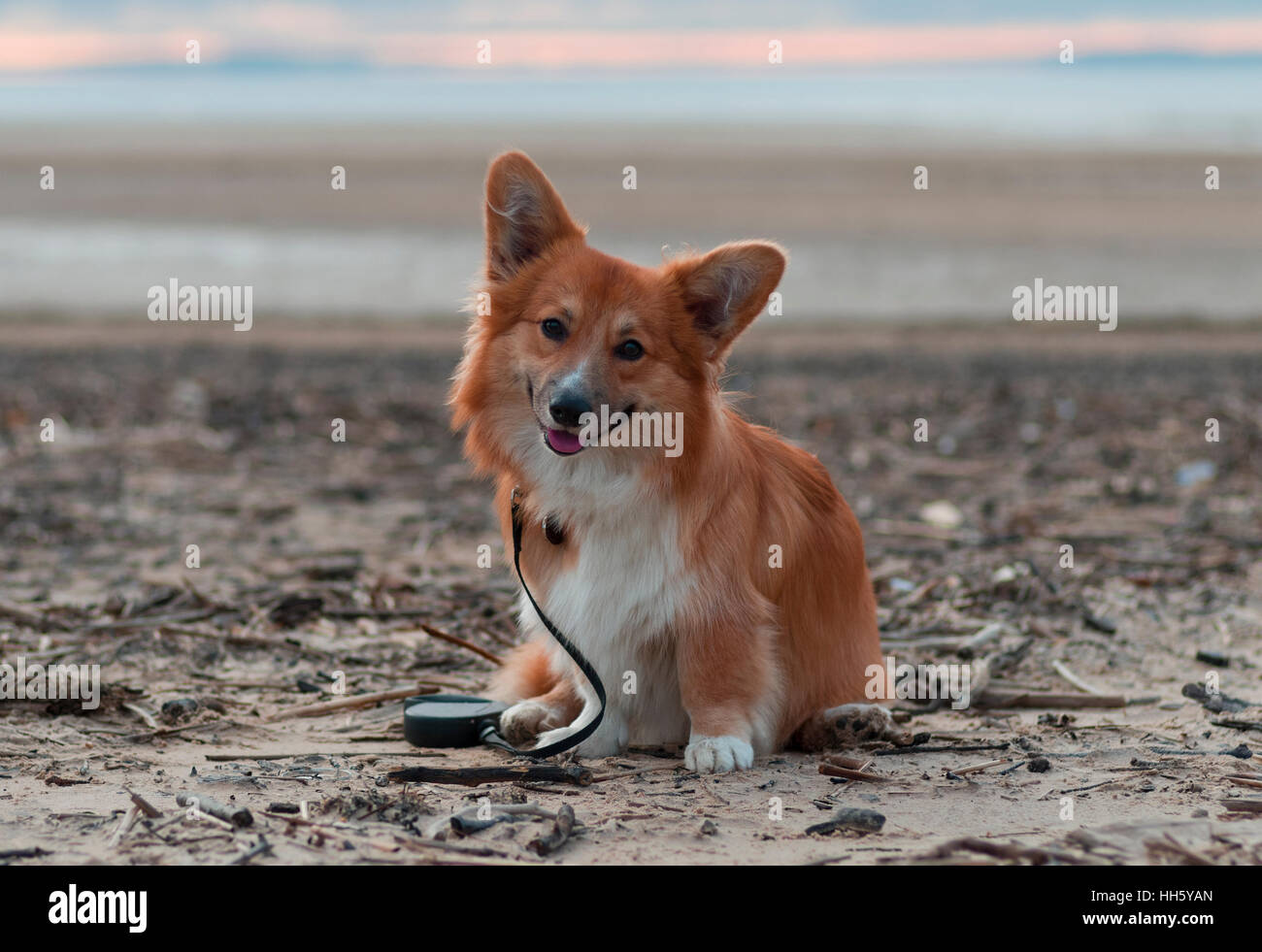 Foto di un cane con il piombo (razza welsh corgi pembroke soffici, il colore rosso) seduti sulla sabbia su una spiaggia sul tramonto, sorridente e ricerca Foto Stock