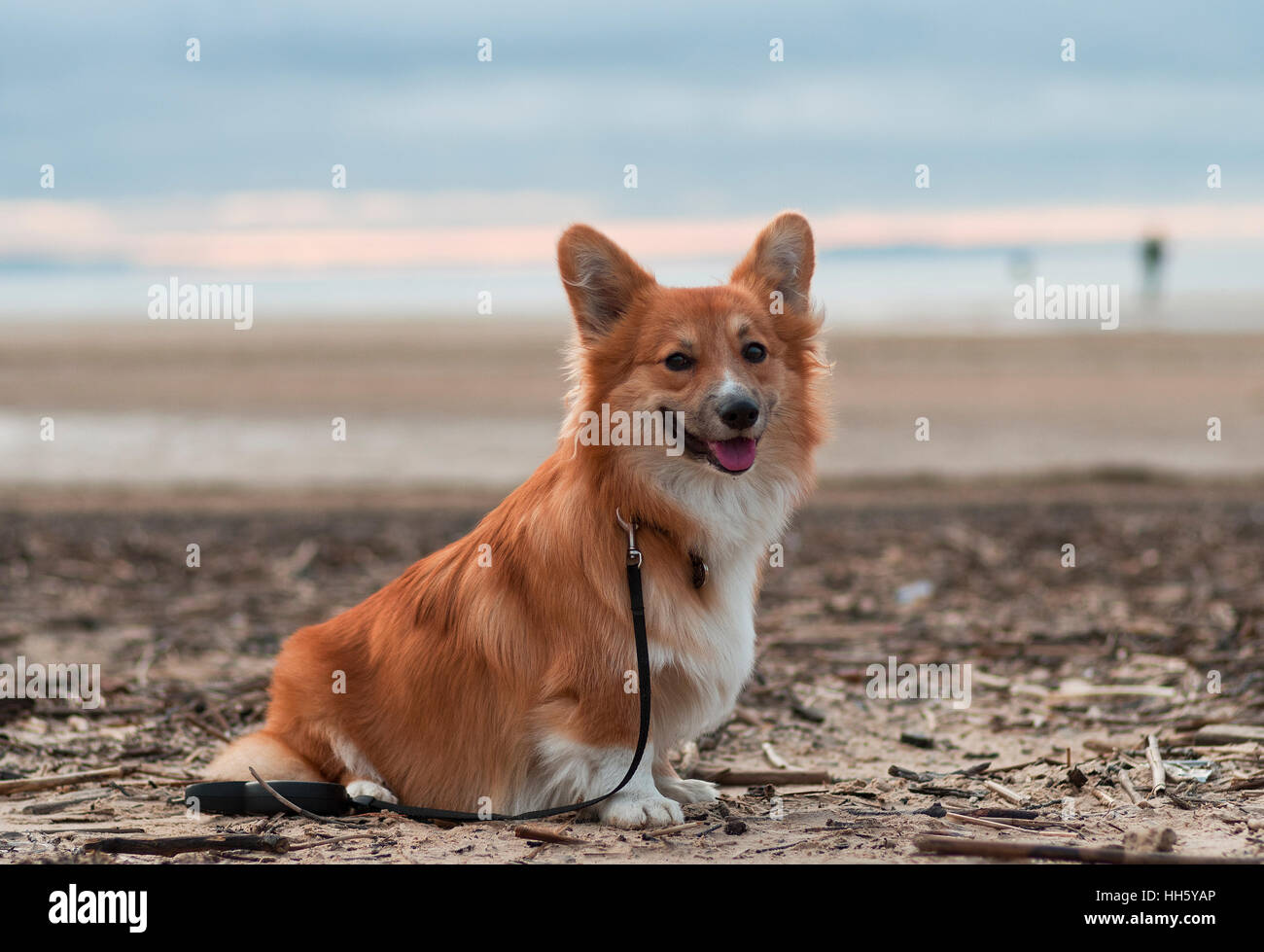 Foto di un cane con il piombo (razza welsh corgi pembroke soffici, il colore rosso) seduti sulla sabbia su una spiaggia sul set di Sun Foto Stock