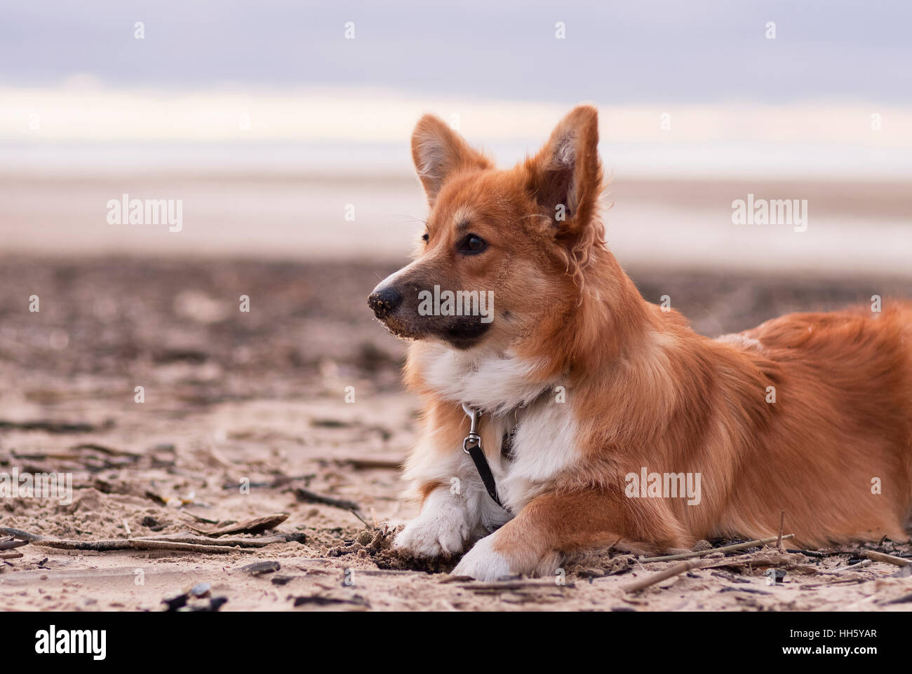 Foto di un cane con il piombo (razza welsh corgi pembroke soffici, il colore rosso) seduti sulla sabbia su una spiaggia sul set di Sun Foto Stock