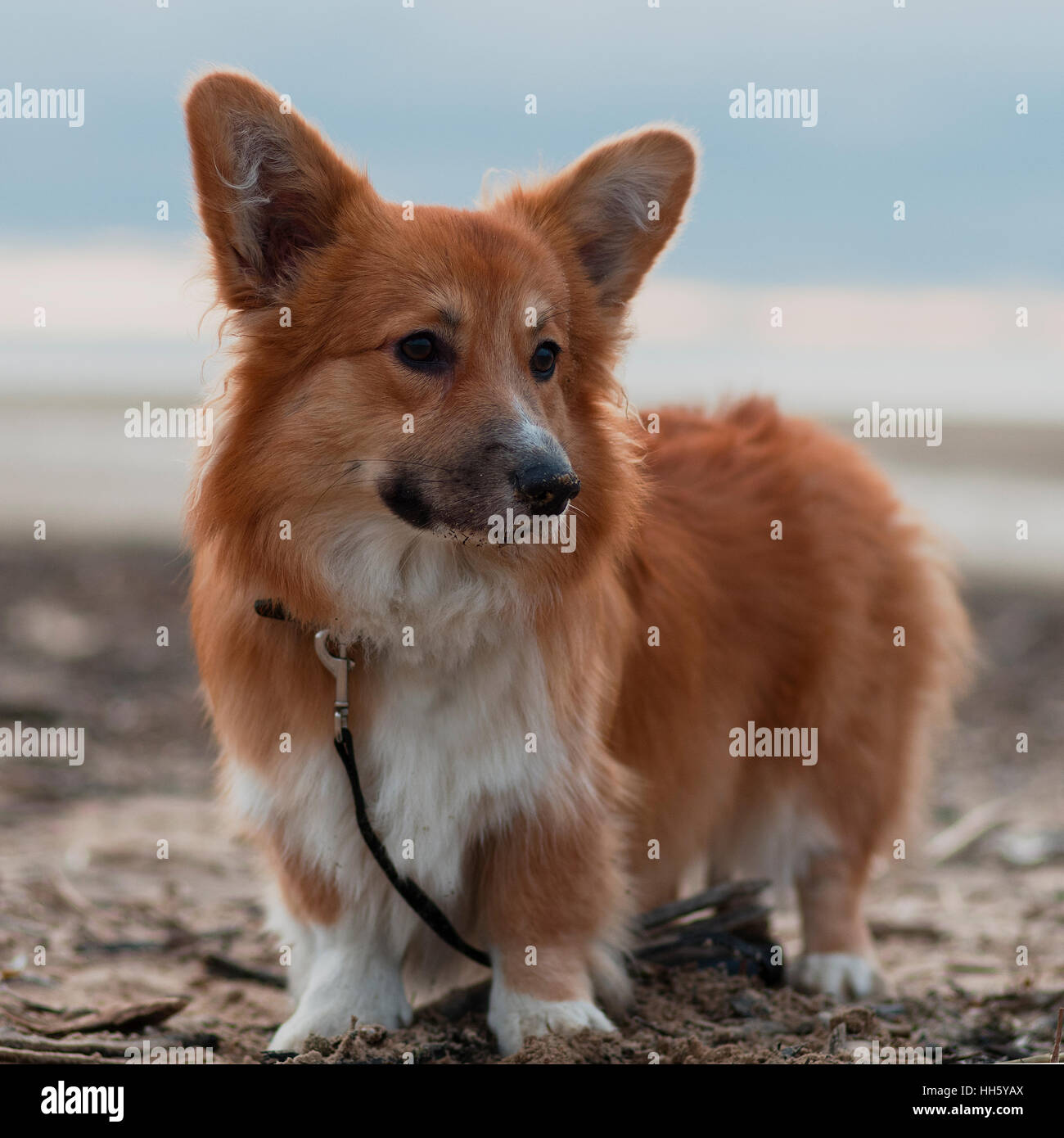 Foto di un cane con il piombo (razza welsh corgi pembroke soffici, il colore rosso) permanente sulla sabbia su una spiaggia sul set di Sun Foto Stock