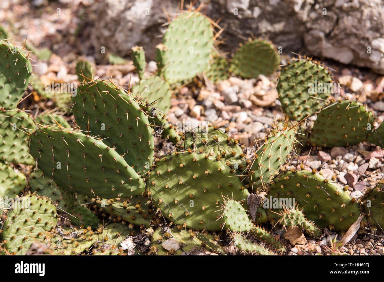 primo piano foto di fiori di cactus Foto Stock
