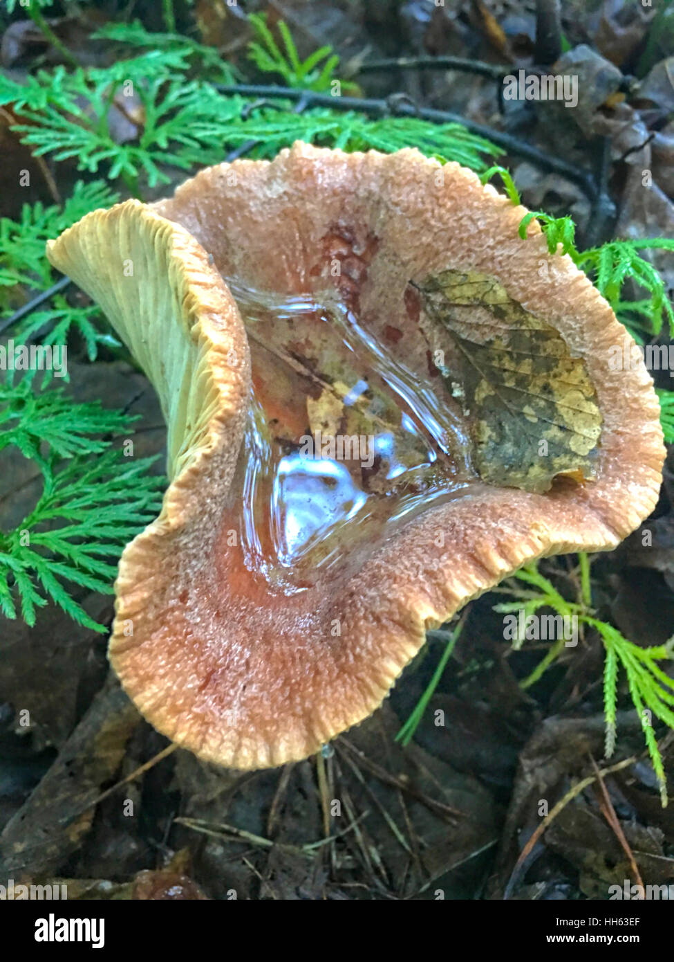 Di funghi selvatici nei boschi dopo una tempesta di pioggia. Foto Stock