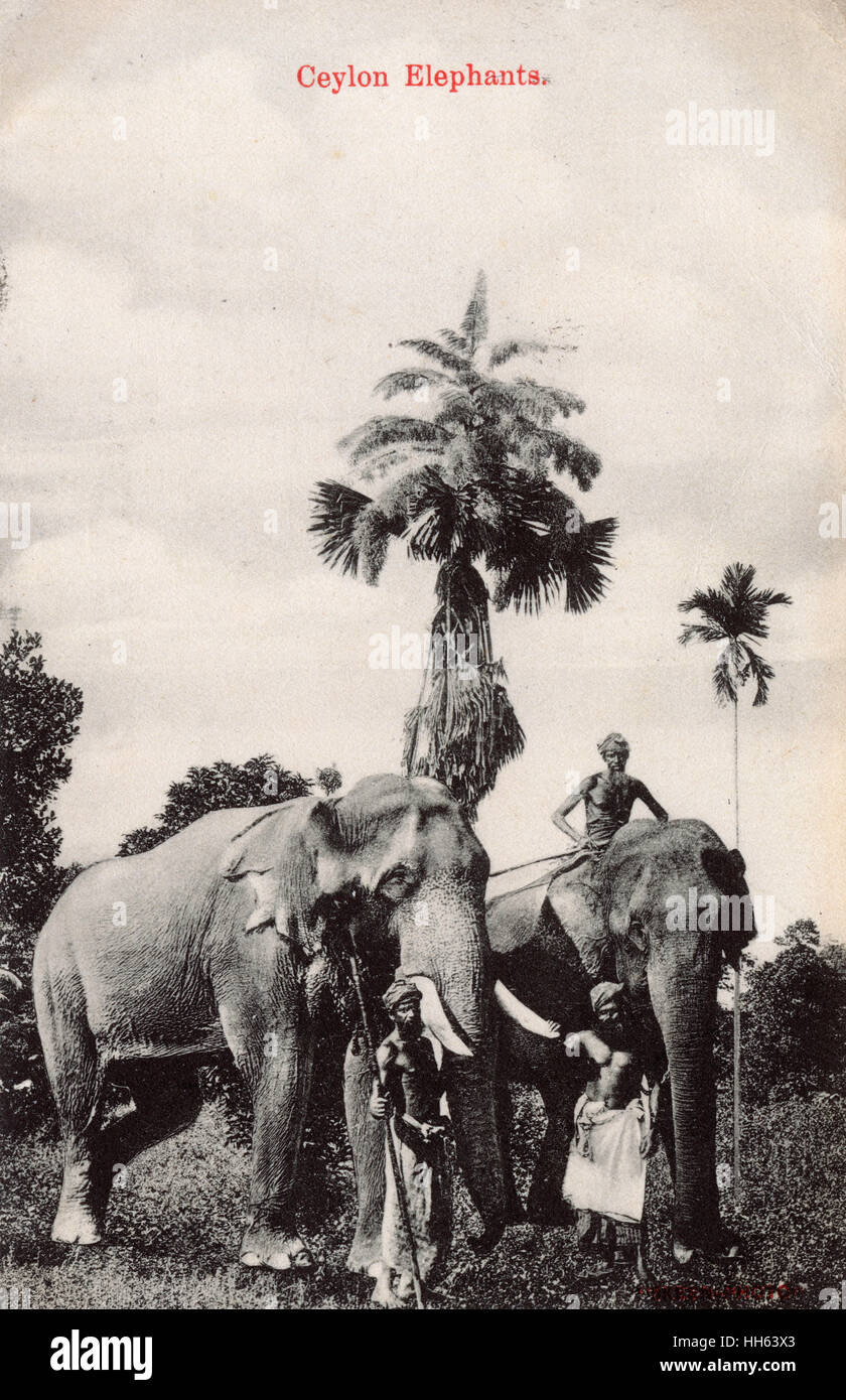 Elefanti e loro custodi, Ceylon (Sri Lanka) Foto Stock