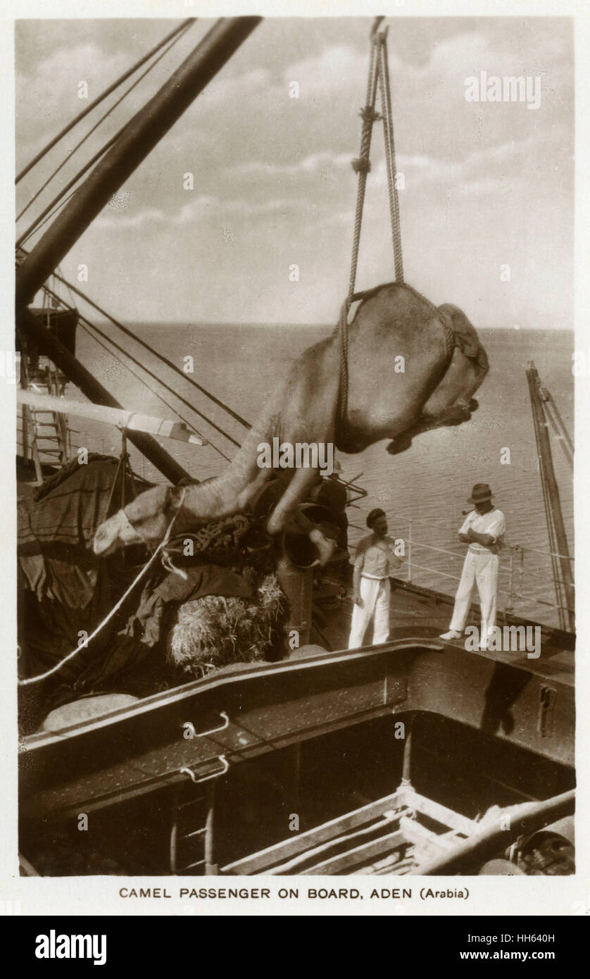 Cammello che viene issato su una nave, Aden Foto Stock
