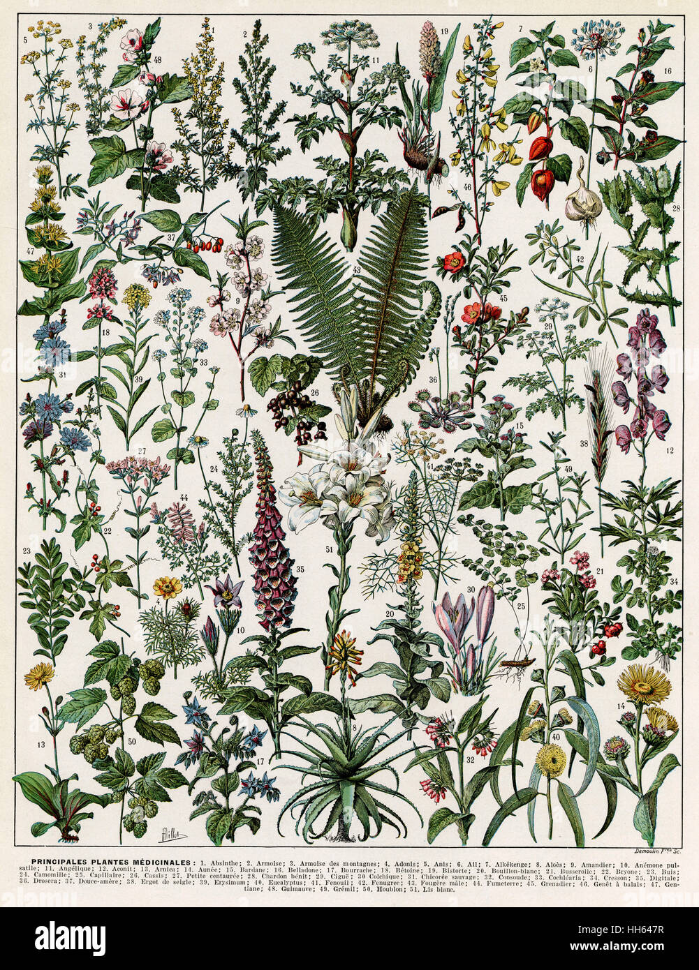 Una varietà di piante medicinali compresi foxgloves, felci, crocus e physallis. Foto Stock