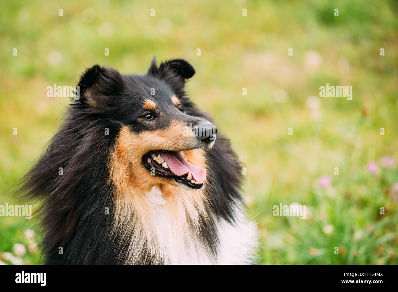 Il vicino Ritratto di Staring tricolore Collie ruvida, Scottish Collie, Long-Haired Collie, inglese Collie, Lassie cane adulto con ganasce in posizione socchiusa, Lingua. Foto Stock