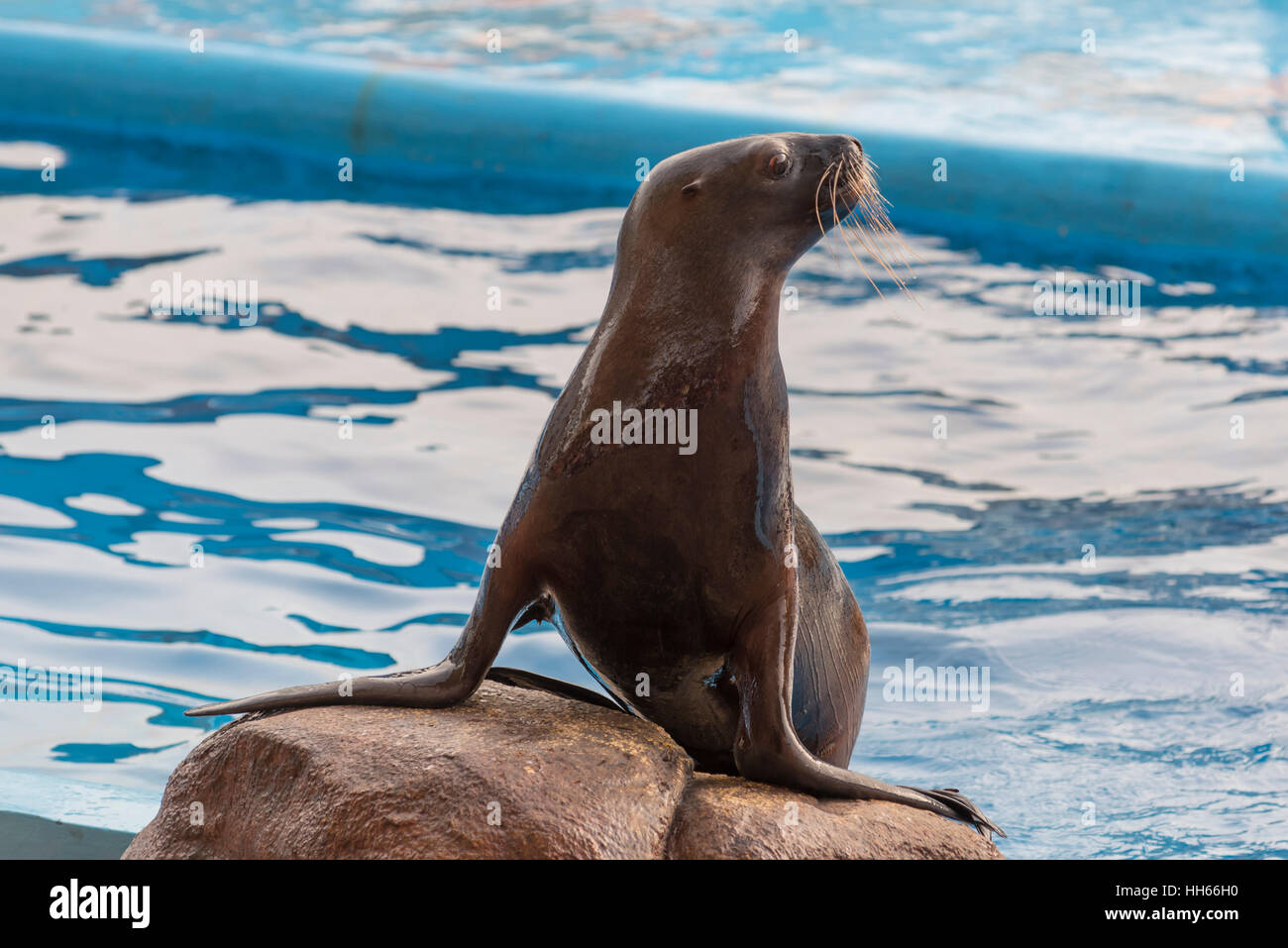 Sea Lion a Manila Ocean Park di Manila, Filippine Foto Stock