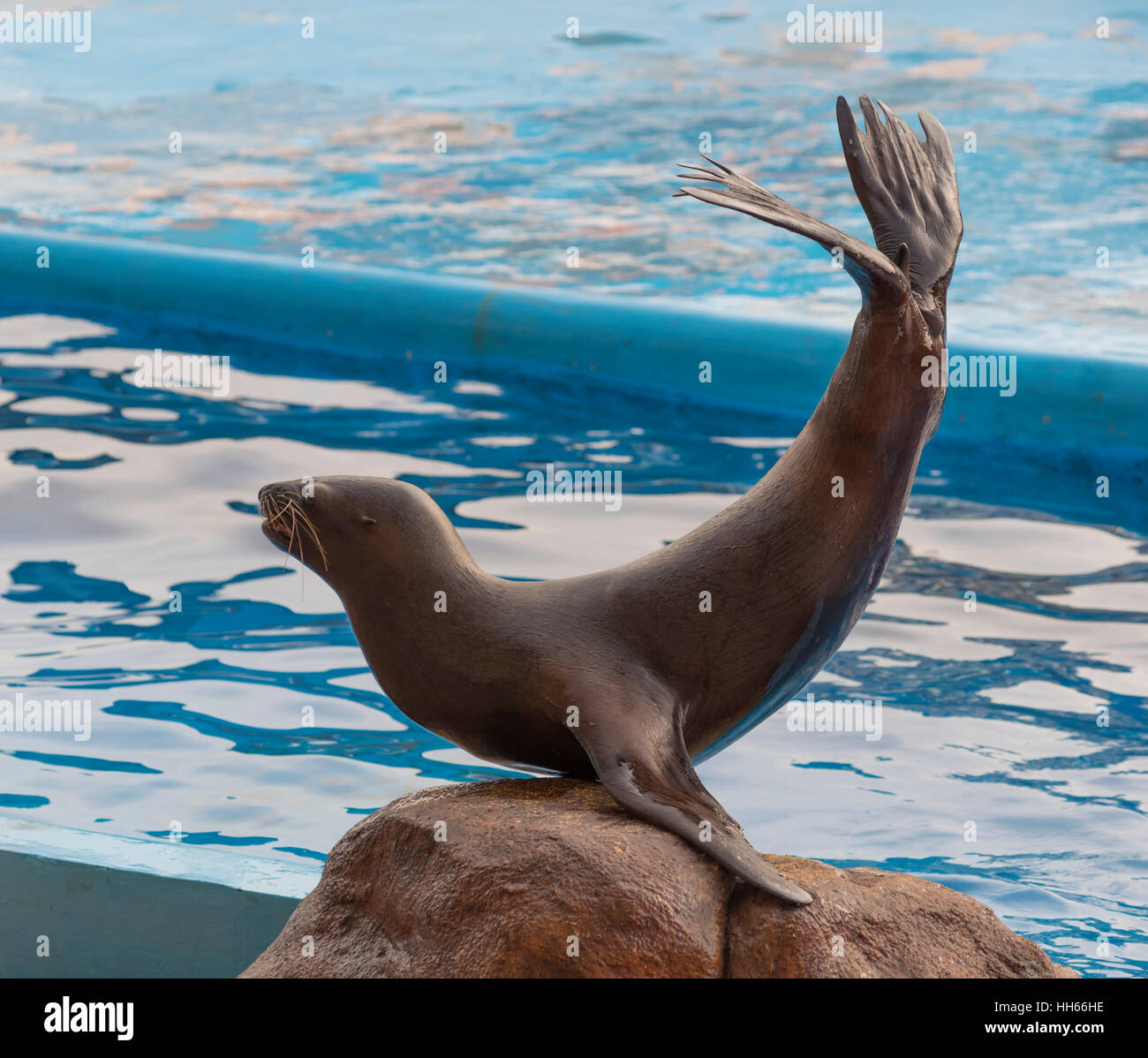 Sea Lion a Manila Ocean Park di Manila, Filippine Foto Stock