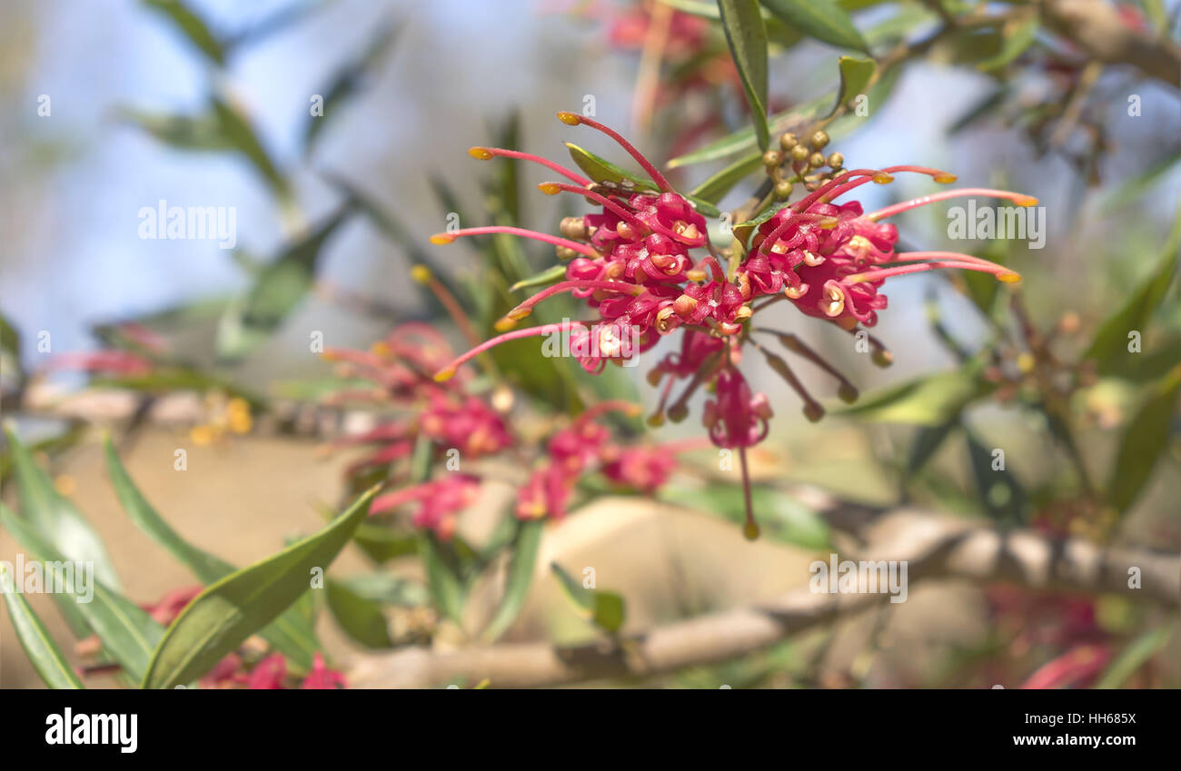 Ragno rosso fiore di Grevillea splendore di un australiano di fiori selvaggi nativo Foto Stock
