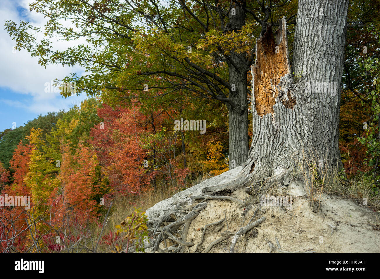 Vecchio albero tronco con la bella foresta di autunno in background. Struttura danneggiata e la caduta di colori su una collina di sabbia. Foto Stock