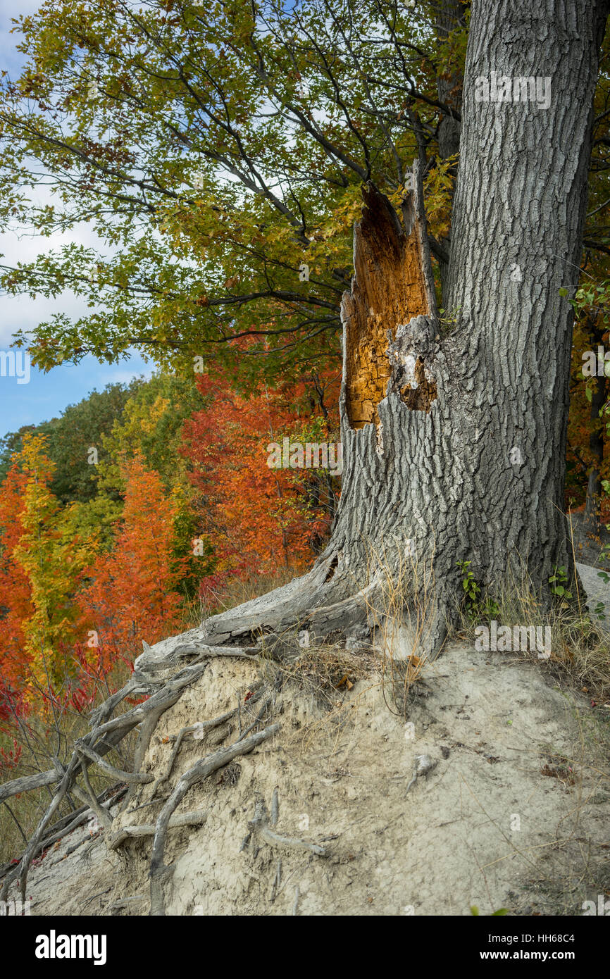 Vecchio albero tronco con la bella foresta di autunno in background. Struttura danneggiata e la caduta di colori su una collina di sabbia. Foto Stock