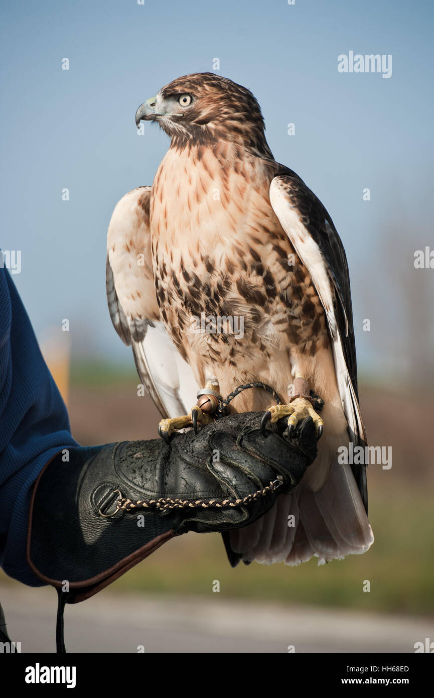 Ritratto di profilo di un Rosso Tailed Hawk guardando in lontananza. Bellissimi dettagli in piuma e un potente, lo sguardo determinato Foto Stock