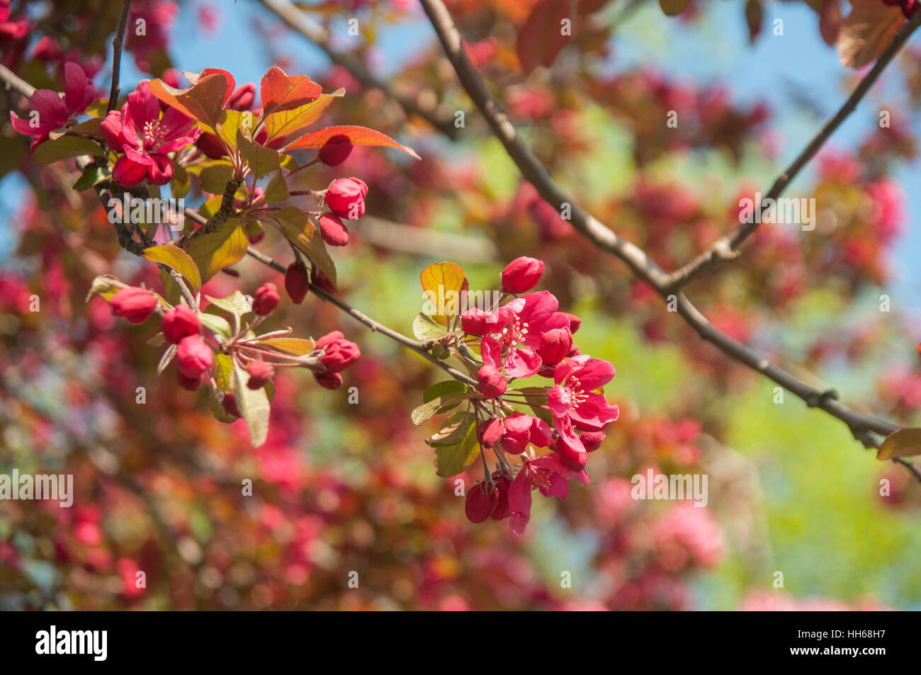 Crab Apple tree blossoms nella luce del mattino. Fioritura a rami di alberi su un brillante sfondo blu Foto Stock