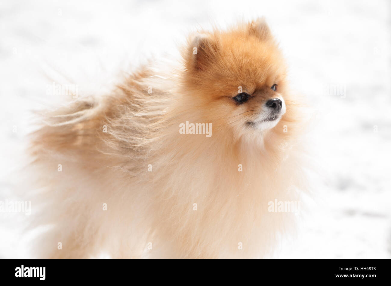 Carino Pomerania giocare al di fuori in inverno freddo e neve. Bellissimo cane soffici passeggiate nel parco in una giornata di sole. Foto Stock