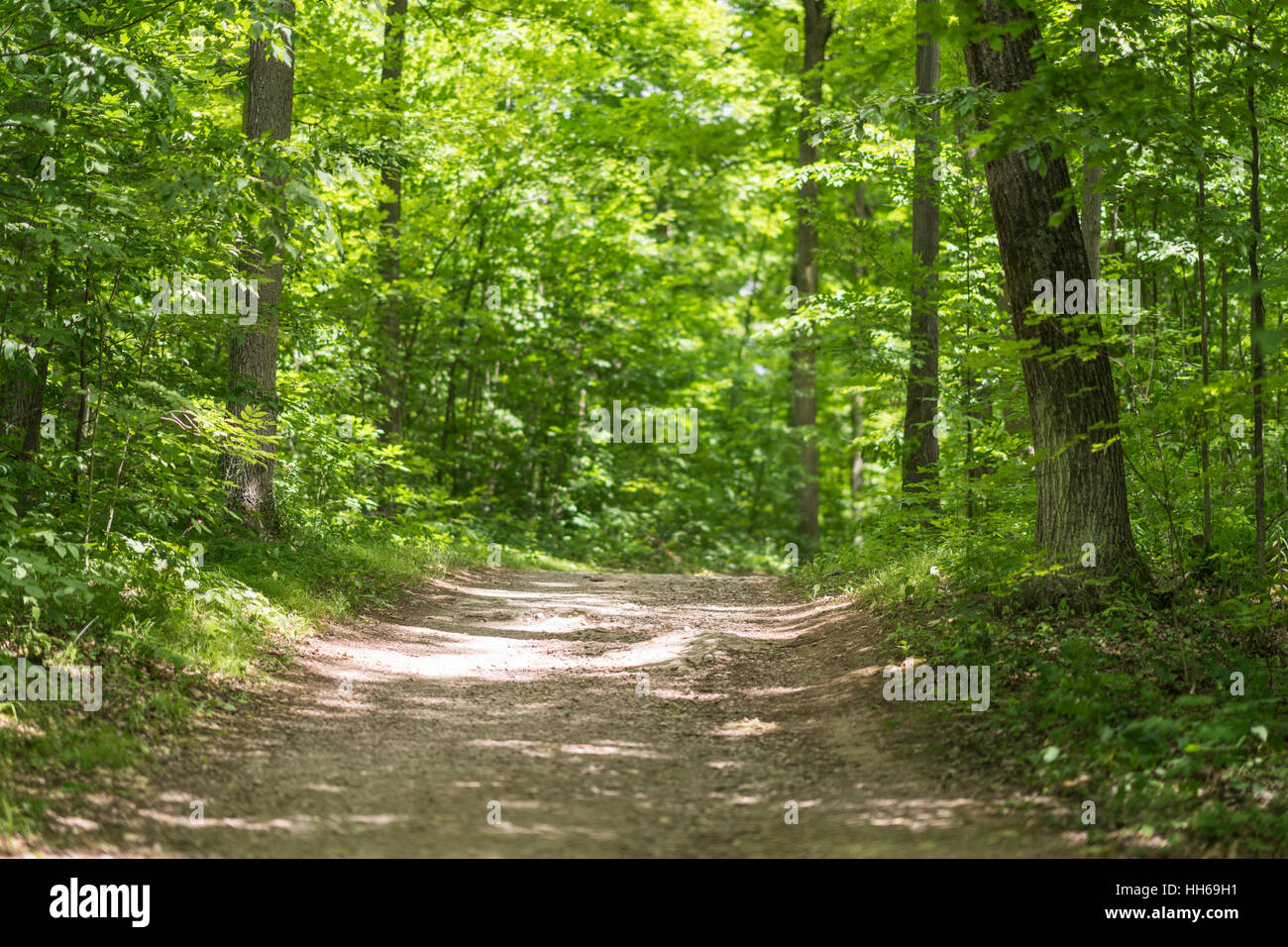 Escursioni a piedi nei boschi verso il basso un percorso sterrato su una bella giornata d'estate. Baldacchino verde di alberi al di sopra di essi. Foto Stock
