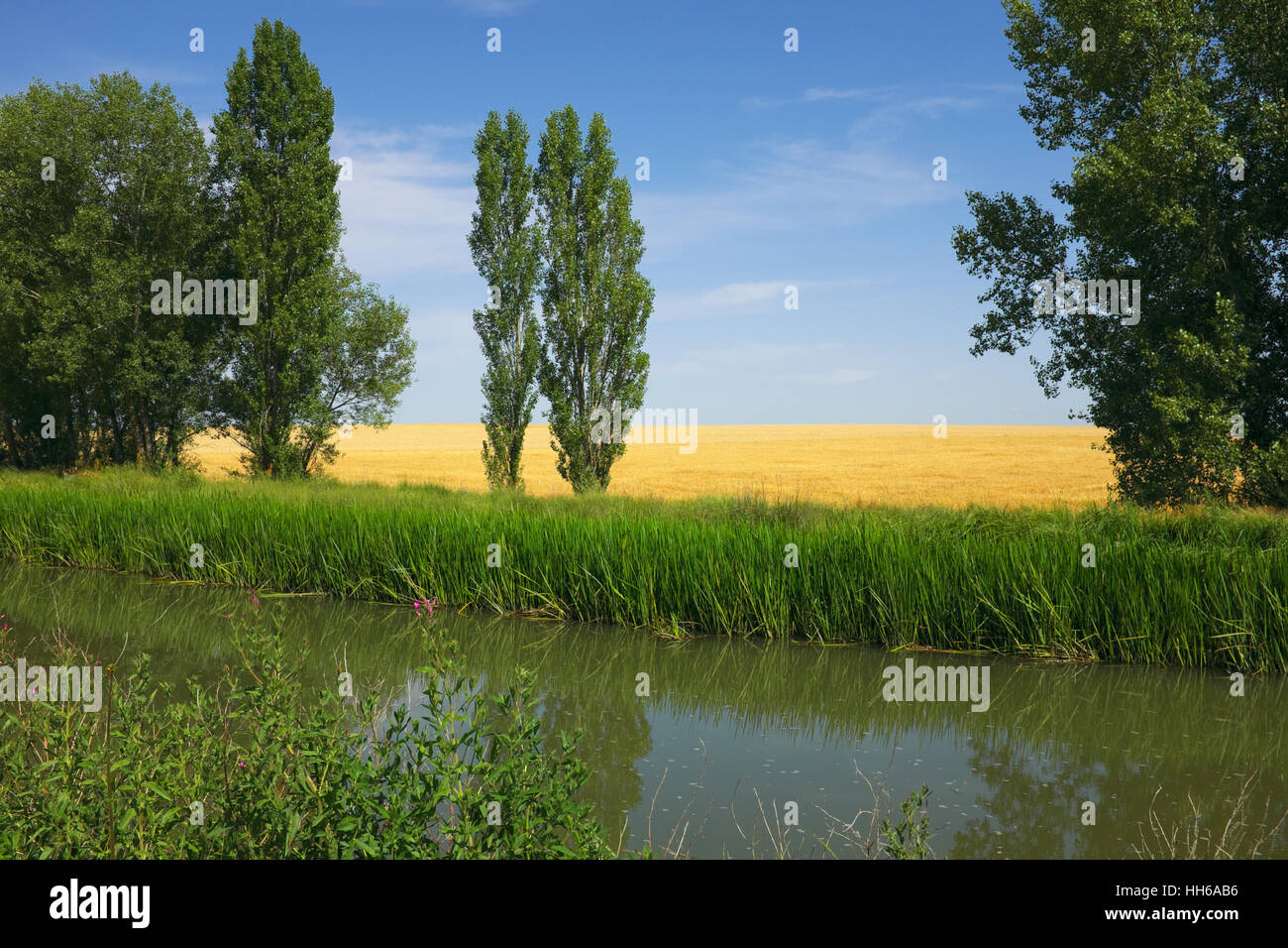 Una sezione solitaria ma intensamente bella dei Camino Frances chiamata Meseta in Spagna con una riva del fiume, pioppi e campi d'oro. Foto Stock