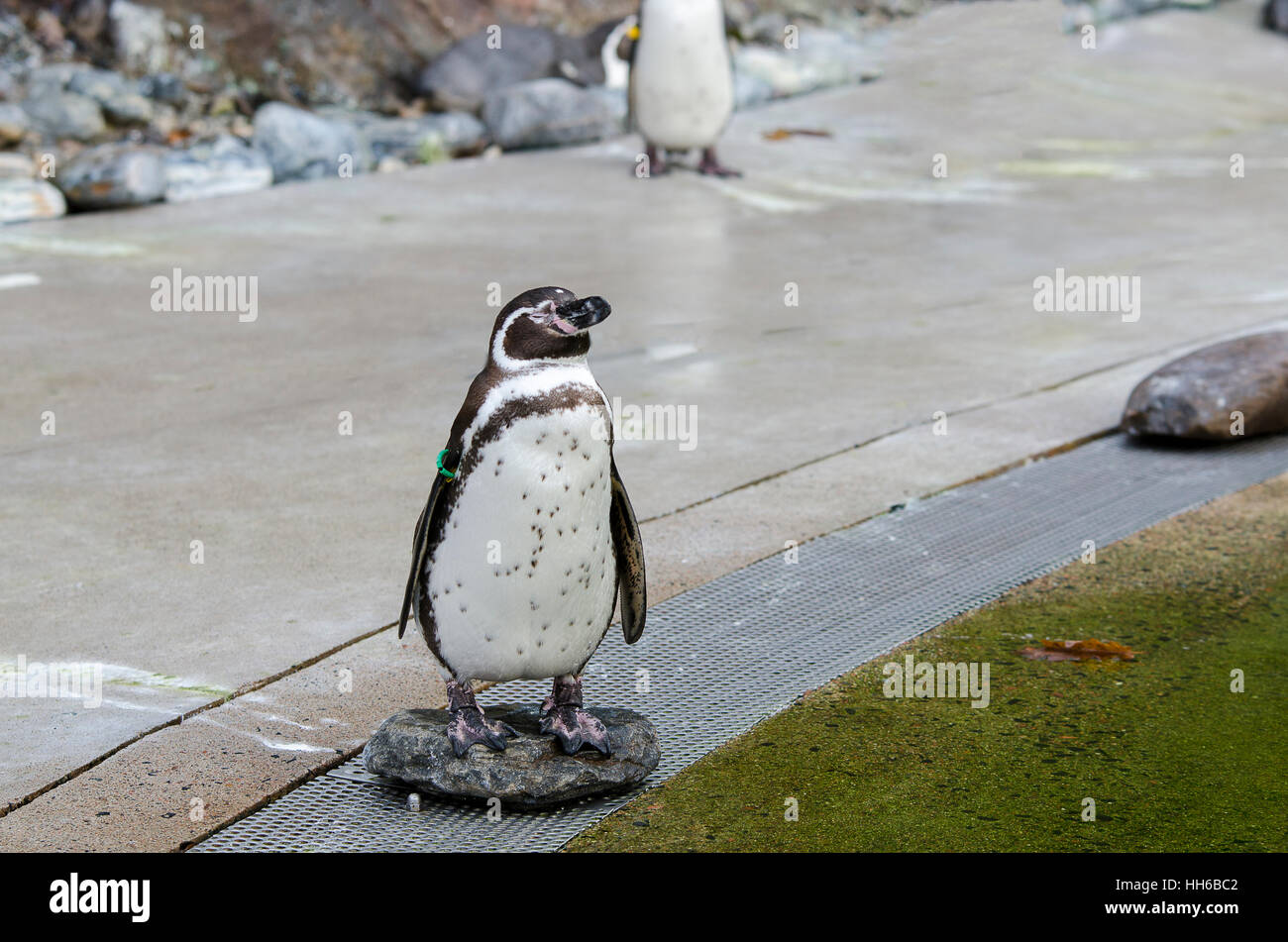 Un piccolo pinguino stand sulla pietra e guardando fuori Foto Stock