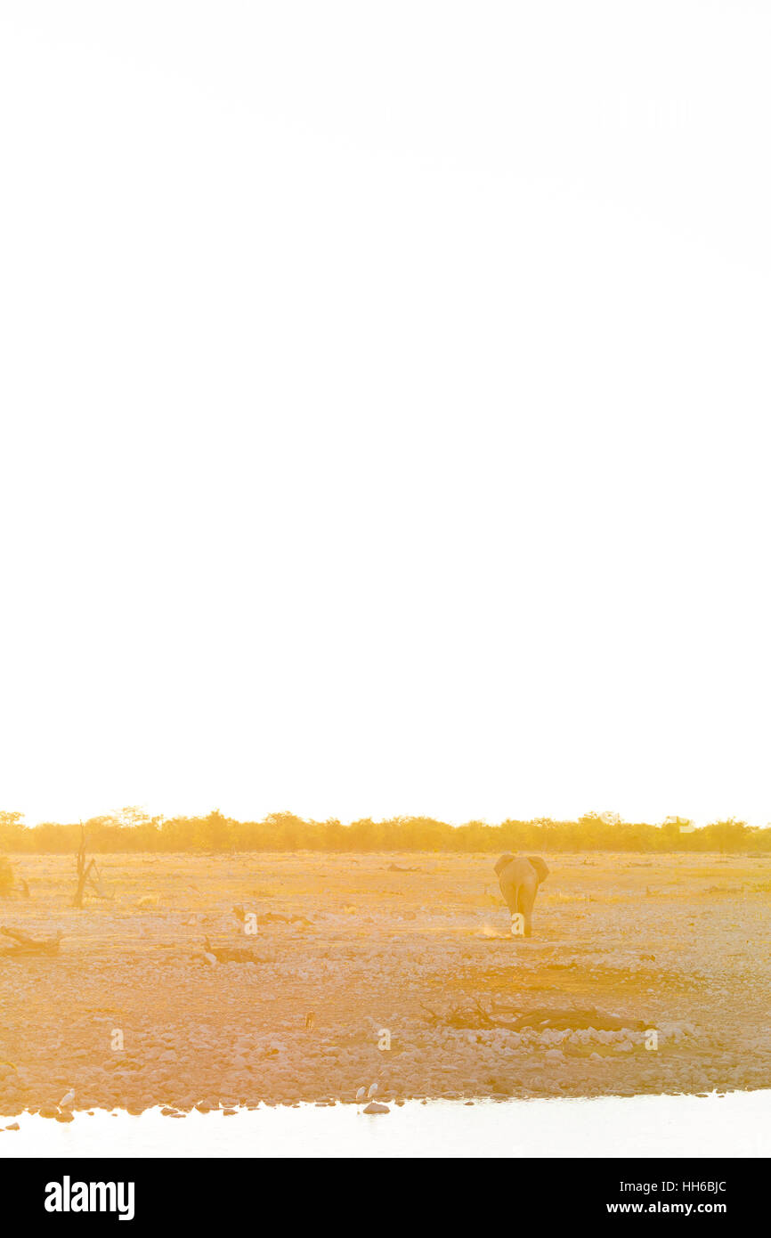 Il Parco Nazionale di Etosha, Namibia. Elefante africano a camminare verso il tramonto. Foto Stock