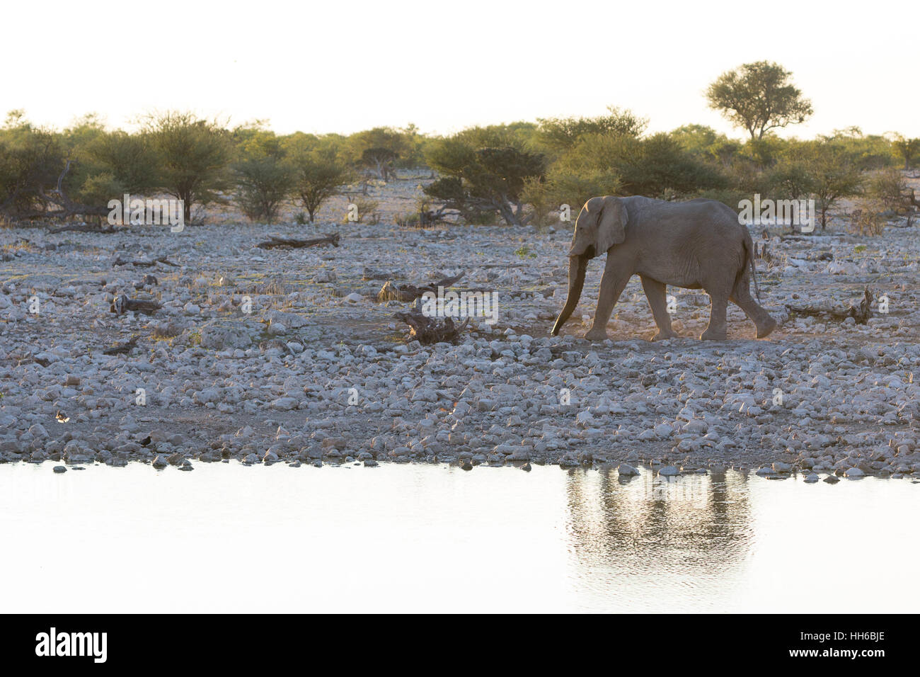 Il Parco Nazionale di Etosha, Namibia. Elefante africano al foro per l'acqua. Foto Stock
