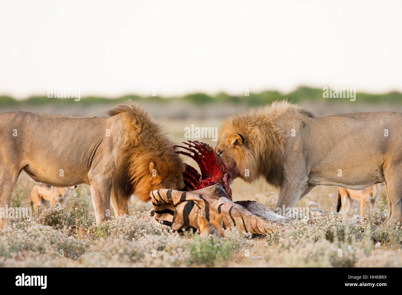 Il Parco Nazionale di Etosha, Namibia. Due maschi adulti per i Lions mangiare zebra. Foto Stock