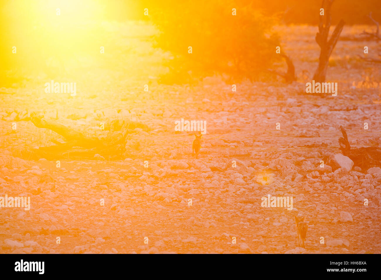 Il Parco Nazionale di Etosha, Namibia. Wild black-backed jackal al tramonto. Foto Stock