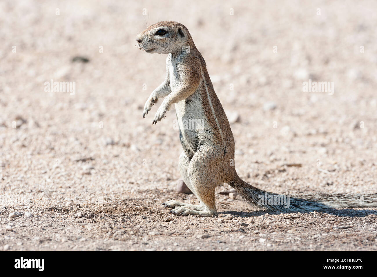 Il Parco Nazionale di Etosha, Namibia. Terra africana scoiattolo (genere Xerus) in profilo, in piedi sulle zampe posteriori. Foto Stock