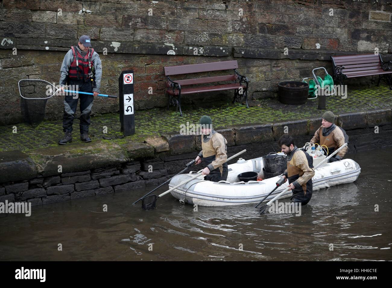 Gli scienziati della pesca da inquinamento idrico Gestione Ambientale stun e togliere il pesce dalla Union Canal a Linlithgow prima a tre miglia viene drenato per controlli di manutenzione. Foto Stock
