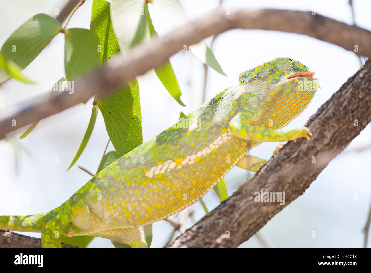 Il Parco Nazionale di Etosha, Namibia. Lembo colli (camaleonte Chamaeleo dilepis) nella struttura ad albero. Foto Stock