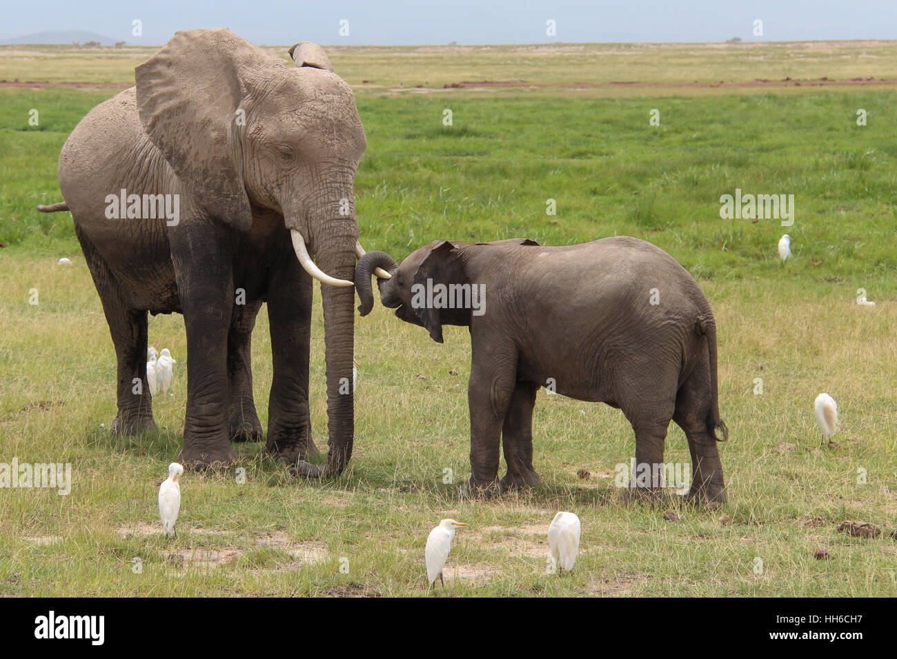 Madre elefante africano (Loxodonta africana) e il suo bambino circondata da aironi bianchi nel Parco Nazionale della Sierra Nevada, Spagna Foto Stock