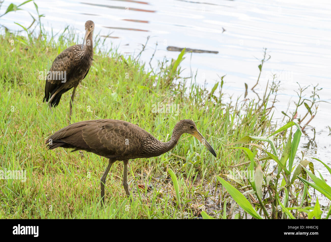 Due uccelli limpkin in cerca di cibo sulla riva del lago di Igapo nella città di Londrina. Foto Stock