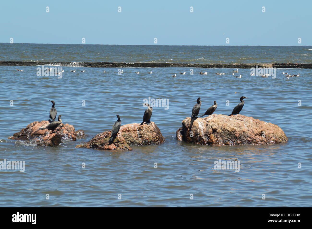 Uccelli neri whiling via il loro tempo su alcune rocce nel mezzo dell'oceano Foto Stock