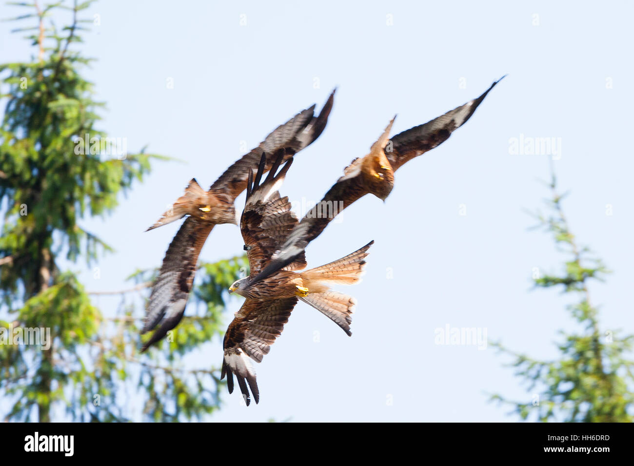 CEREDIGION, Galles. Tre aquiloni rosso in volo. Foto Stock