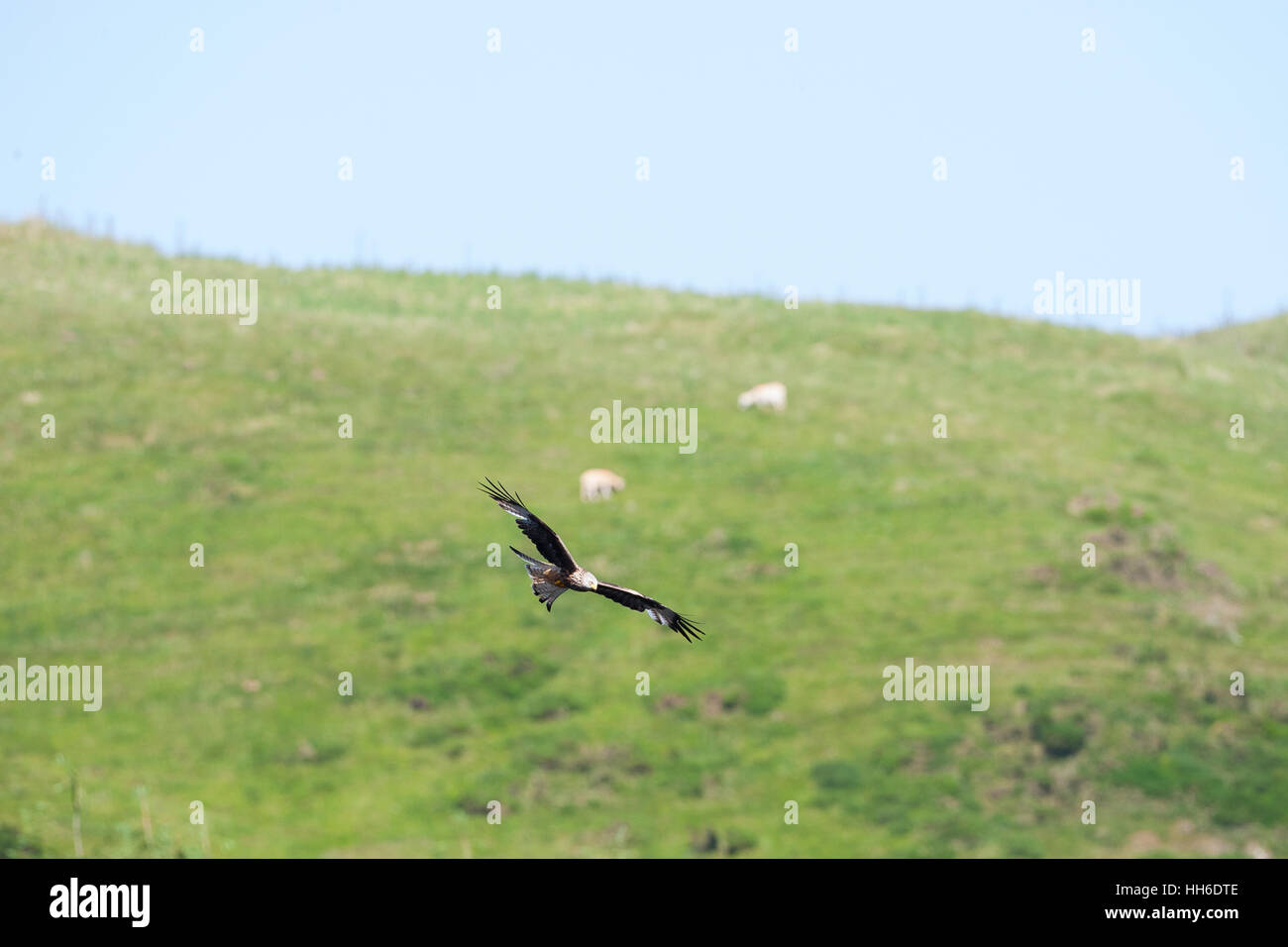 CEREDIGION, Galles. Nibbio reale (Milvus milvus) in volo contro la collina erbosa con alimentazione di pecora su di esso. Foto Stock