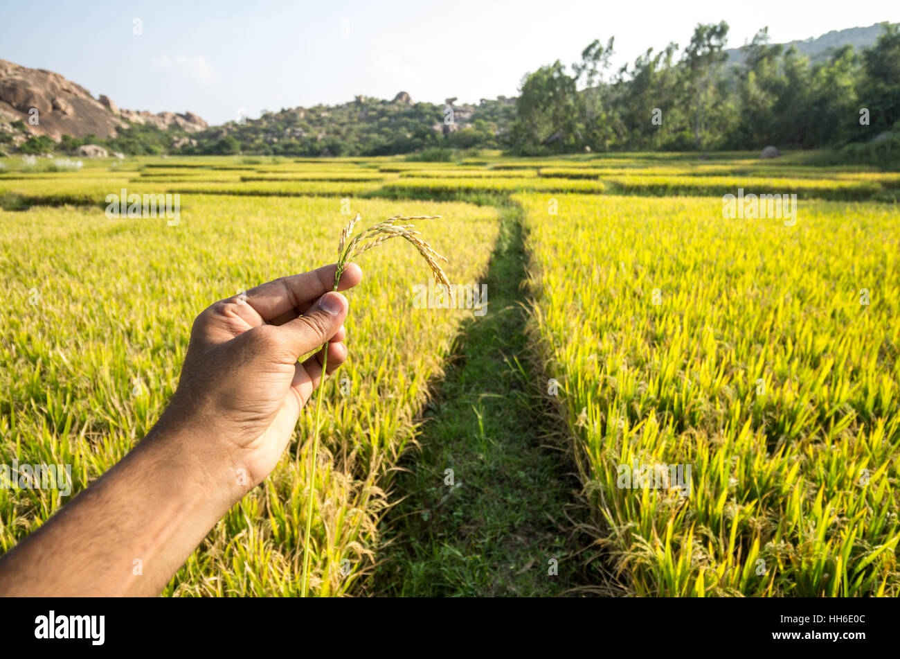 Mano che tiene il riso levetta contro un risone campo. Foto Stock