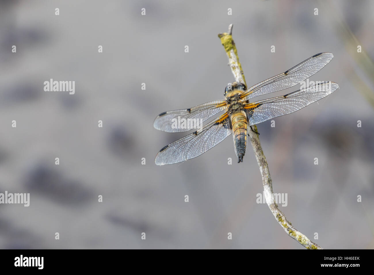 Quattro Spotted Chaser ( Libellula quadrimaculata ) sul ramoscello Foto Stock