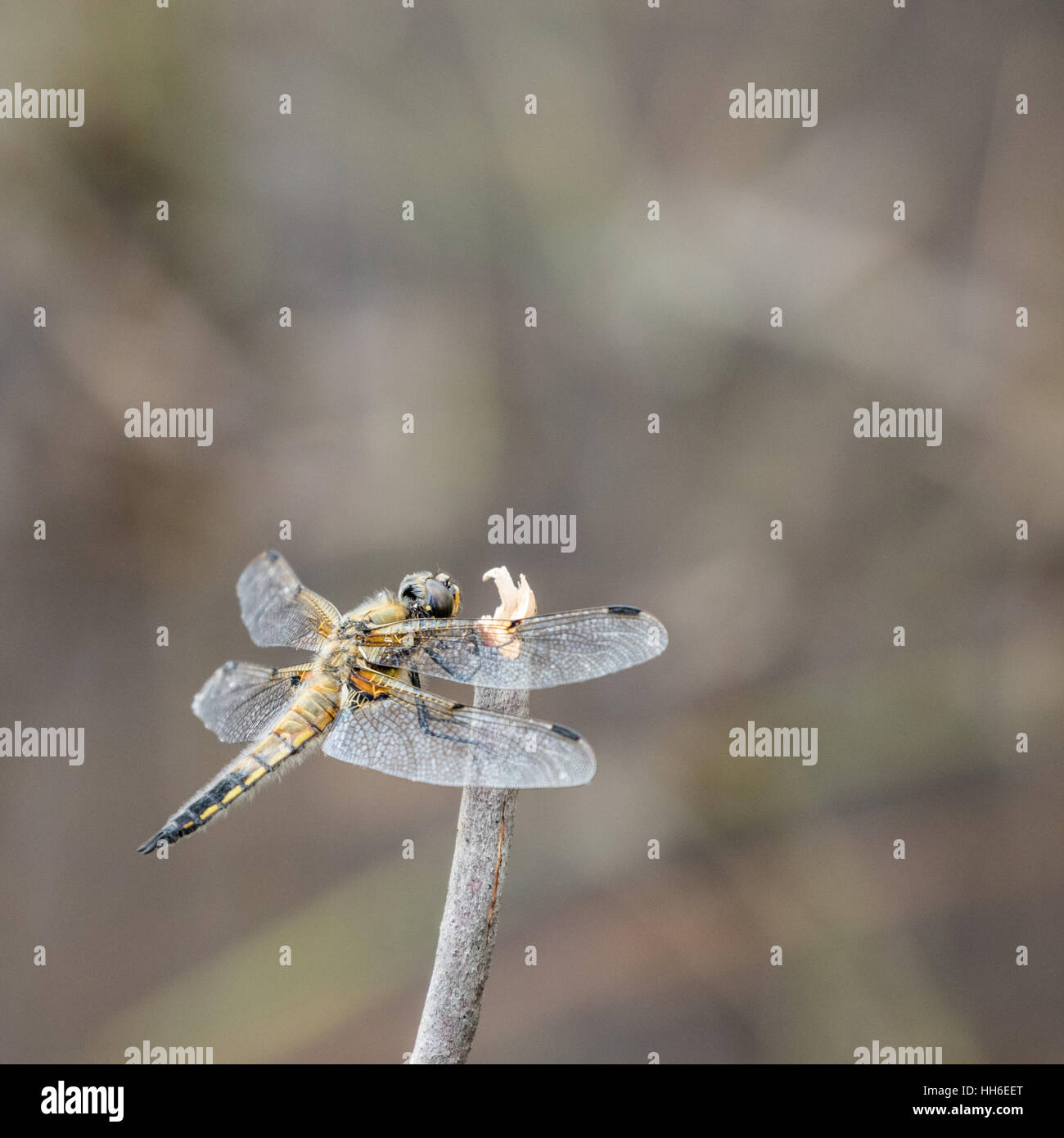 Quattro Spotted Chaser ( Libellula quadrimaculata ) sul ramoscello Foto Stock