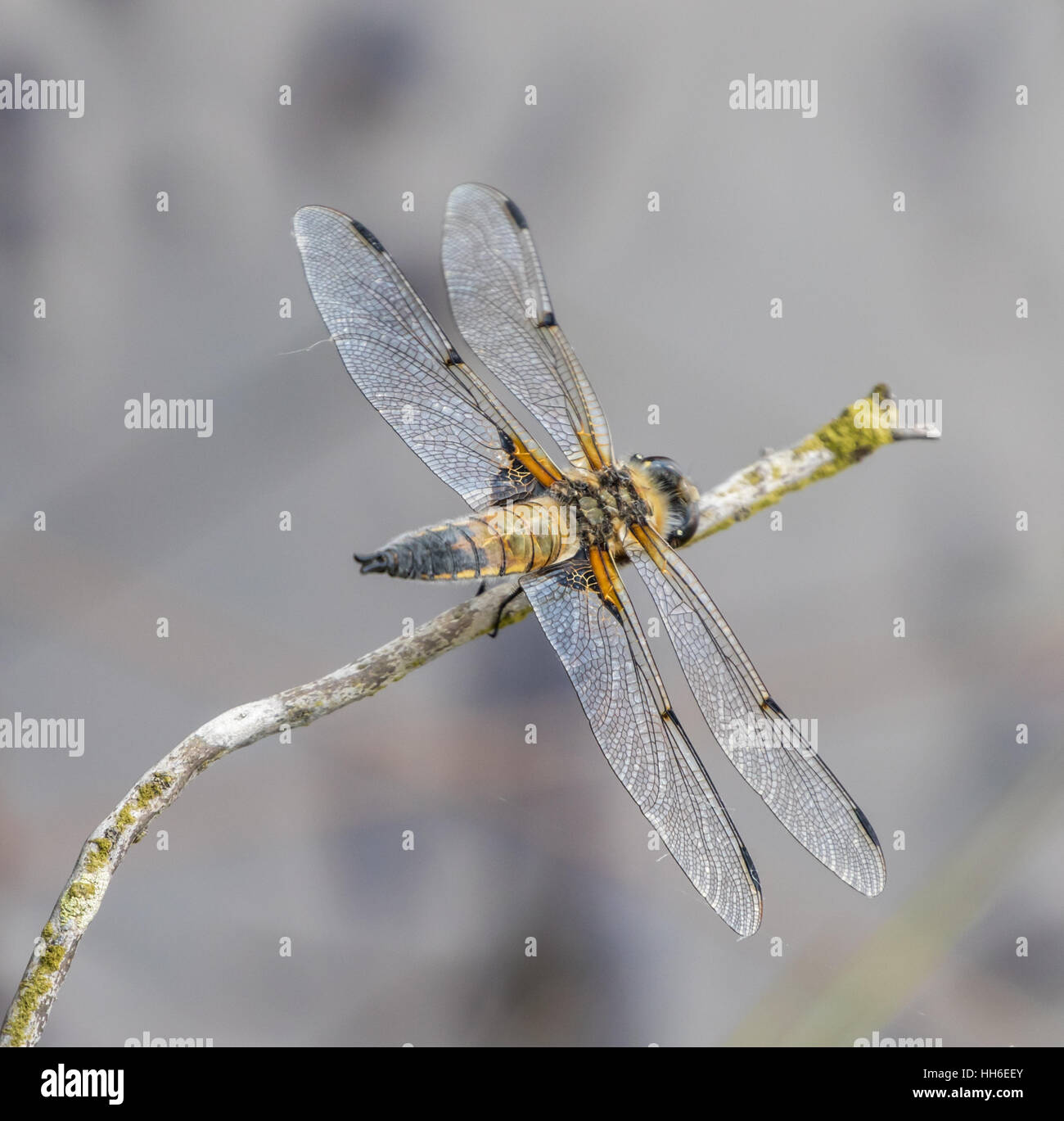 Quattro Spotted Chaser ( Libellula quadrimaculata ) sul ramoscello Foto Stock