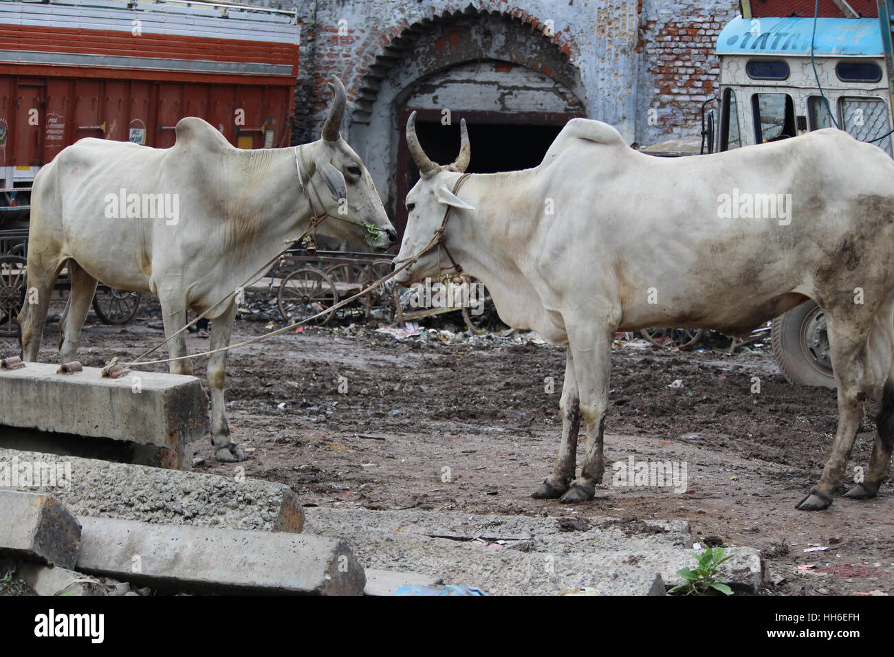 Foto è stata scattata in Nepal, Foto Stock