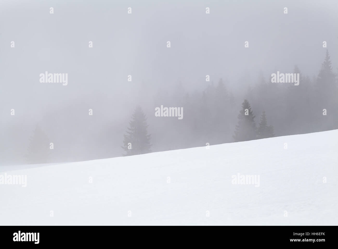 La foresta di conifere nella nebbia e neve, Feldberg, Germania Foto Stock