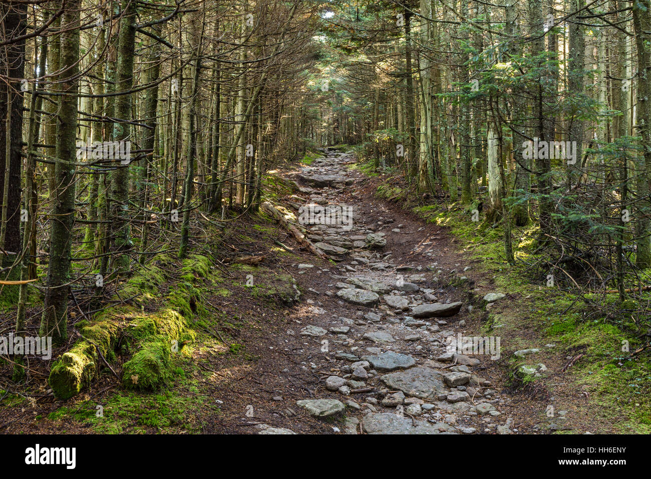 Un sentiero roccioso attraverso il bosco di latifoglie, sul sentiero di montagna di scorrimento nelle Catskills Mountains montagne di New York. Foto Stock
