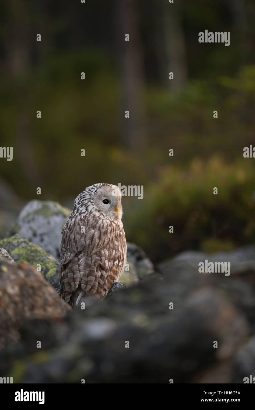 Ural Owl / Habichtskauz ( Strix uralensis ) seduti tra rocce, girare, girando la testa, Perfetto mimetismo, allo spuntar del giorno, vista dal retro. Foto Stock